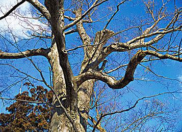 《辐射》创作者描绘心中最烂游戏 戳中《龙腾》玩家